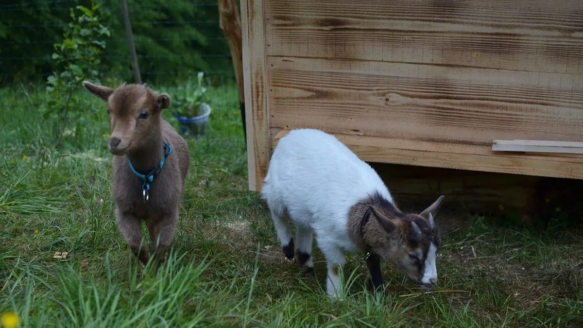 Koza ogrebala dijete u zoološkom vrtu, roditelji zvali hitnu i policiju: Došli su uhapsiti kozu