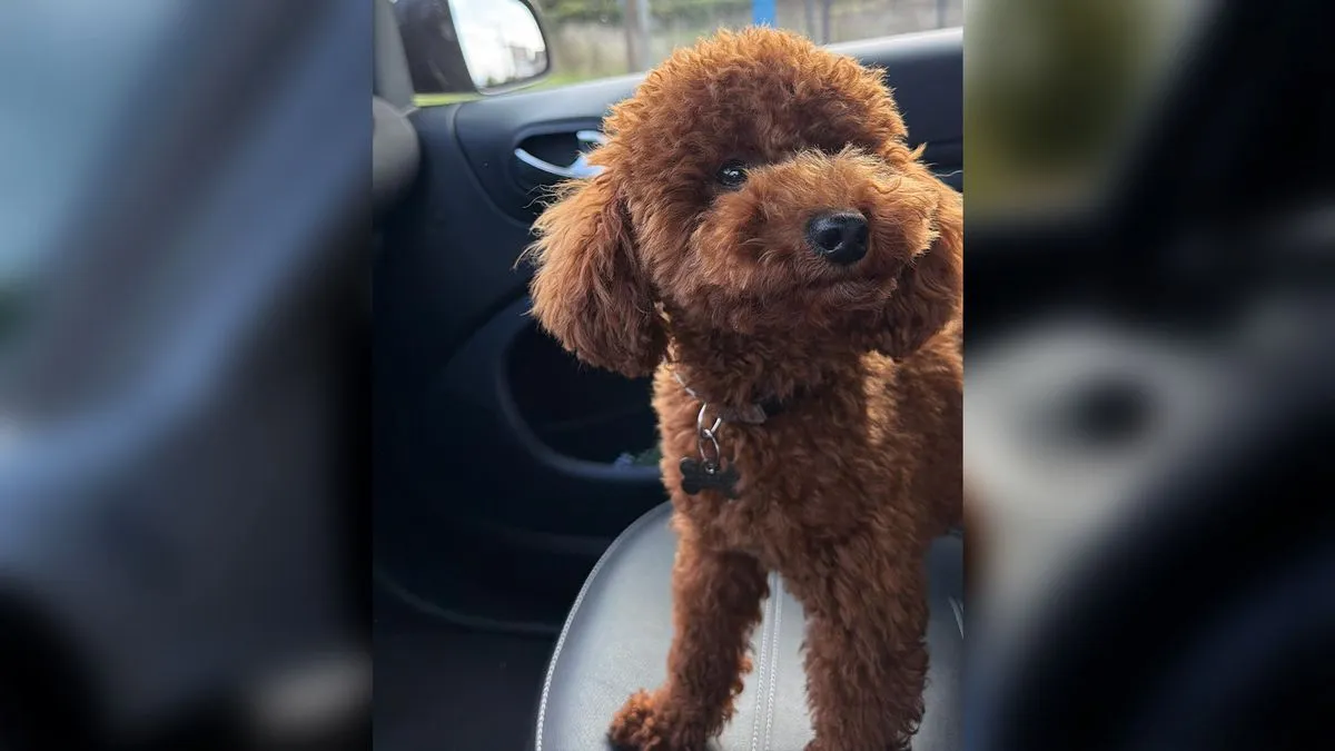 Vlasnici hotela nisu pokazali spremnost na suradnju, navodno, odbijaju dati pristup snimkama nadzornih kamera i prostoru u kojem se nestanak dogodio