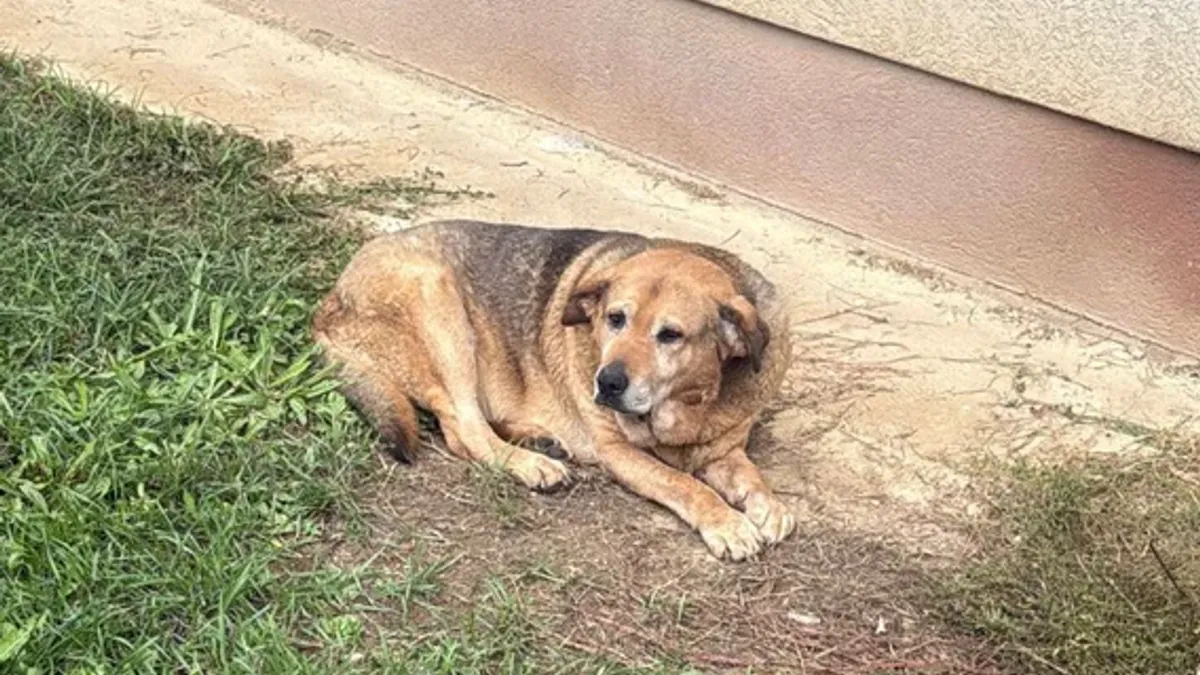 'Prijatelji životinja': Nisu tačni navodi kako nije bilo nikakvog nadzora nad Halidovim psom