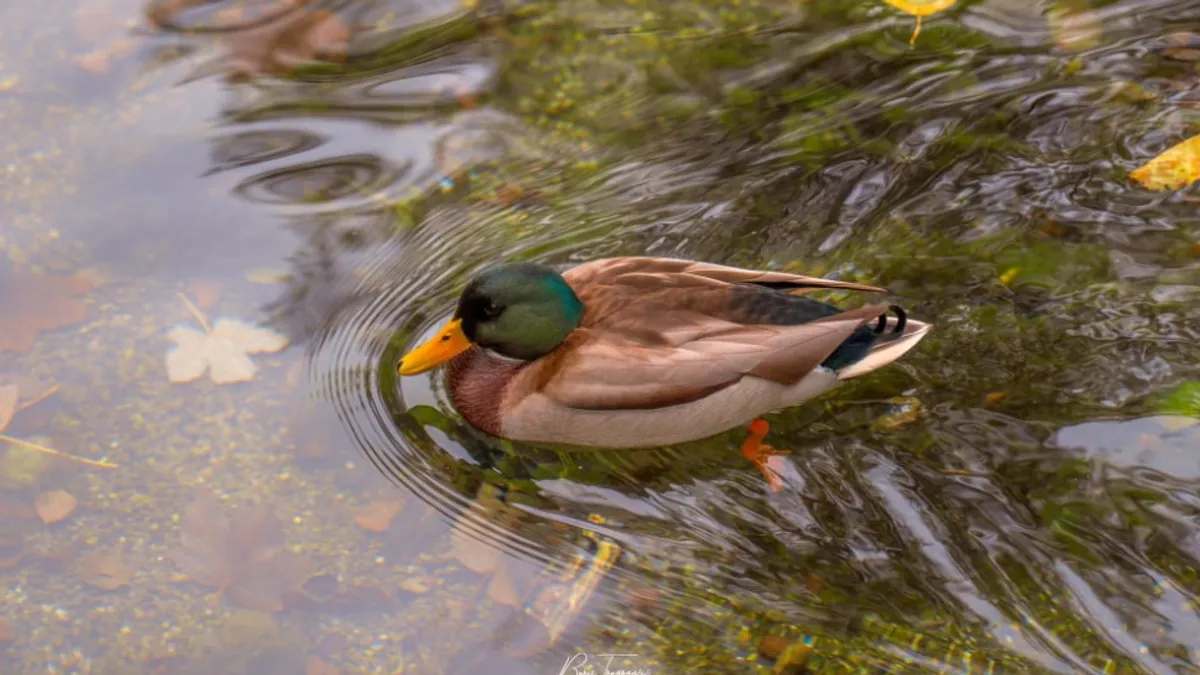 Kada oktobar zakuca na vrata, Vrelo Bosne se budi u novom, spektakularnom ruhu, pretvarajući se u jedno od najljepših mjesta u Bosni i Hercegovini. 