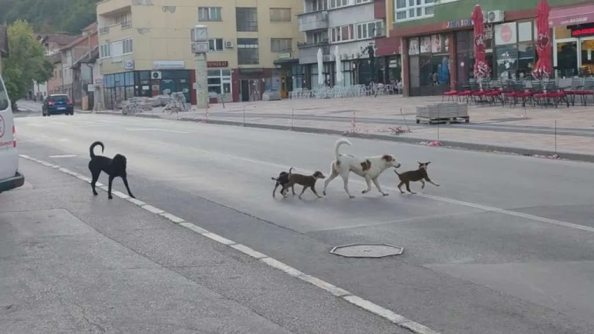 Neformalna mreža 23 udruženja za zaštitu i dobrobit životinja u BiH zatražila je trajno rješenje problema