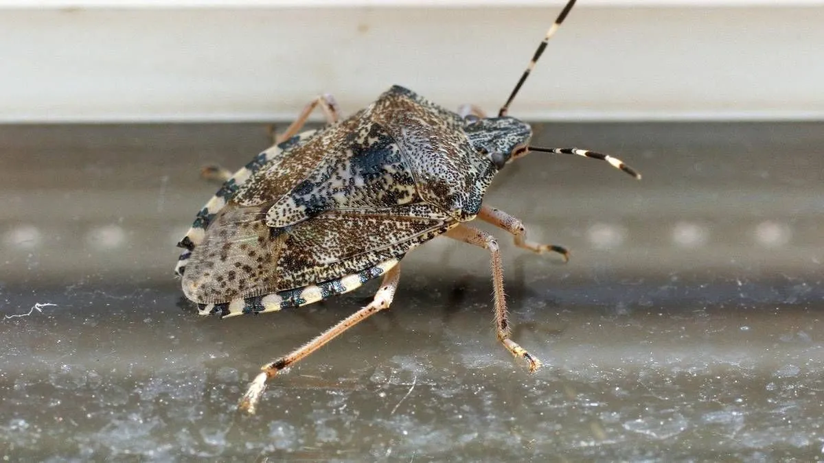 Za razliku od domaćih smrdibuba, azijska verzija je veća, brža i još neugodnija