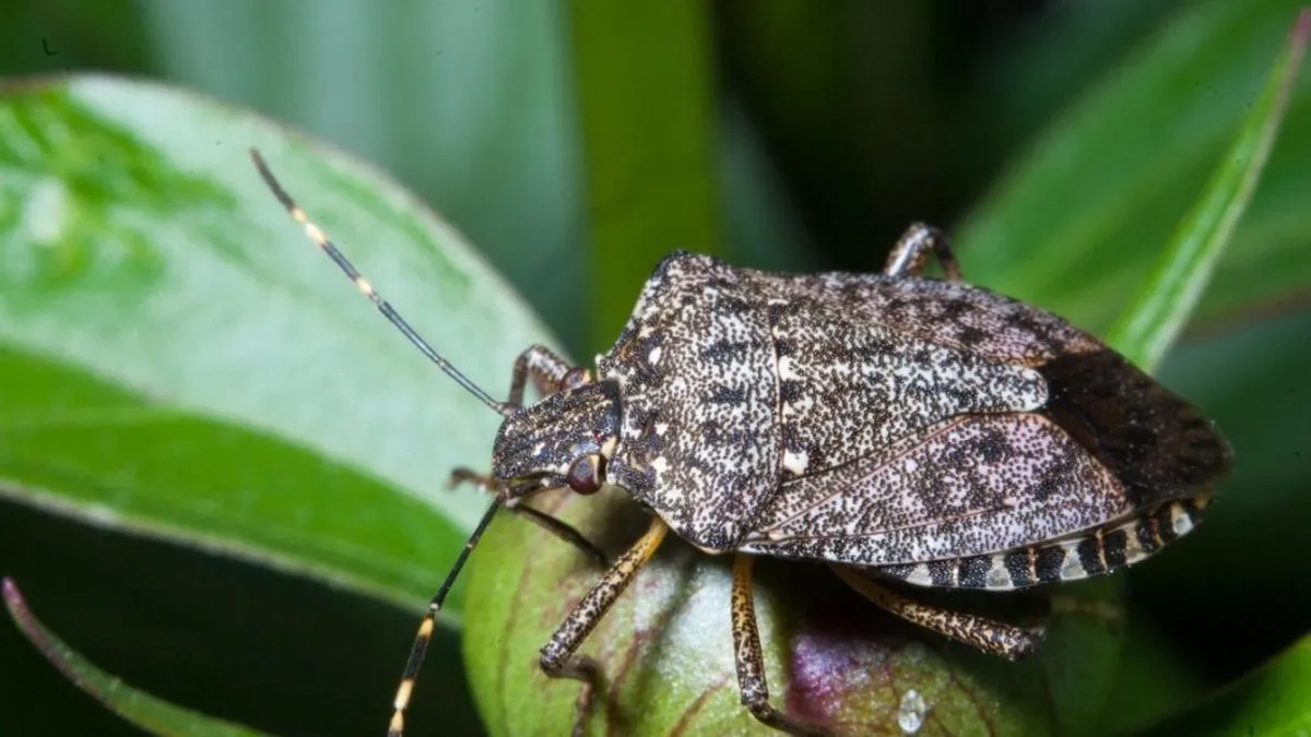 Invazija azijskih smrdibuba i u BiH: Evo šta pomaže, a šta nikako ne smijete uraditi