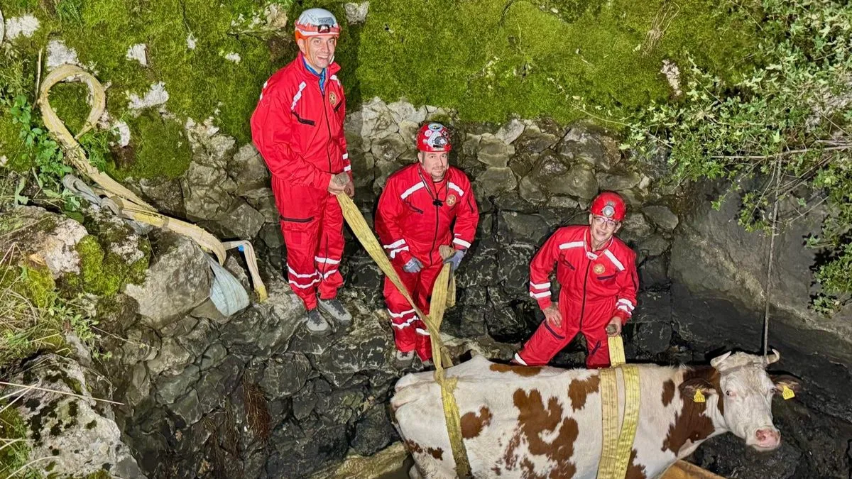 Tačno u ponoć, u 00:00, intervencija je uspješno završena – krava je izvučena iz bunara bez povreda.