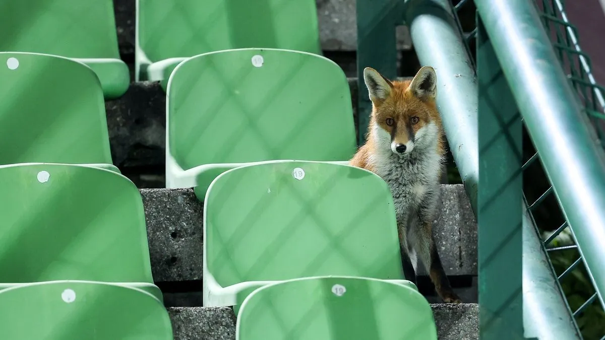 'Zmajevi' na Koševu imali posebnog gosta: Lisica odlučila pogledati trening reprezentacije