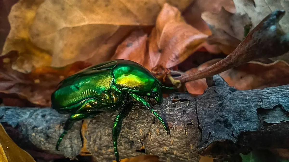 Ekranizacija stvarnosti. To je posao koji zahtijeva ne samo tehničku vještinu, već i "oštro oko" za prepoznavanje priče u slici. 