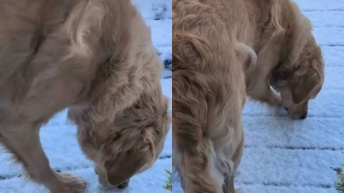 Video prikazuje Ollija kako izlazi na terasu na kojoj se skupio tanki sloj snijega