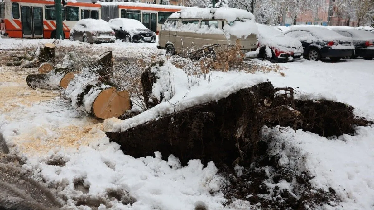 U međuvremenu je drvo izrezano kako bi se omogućio neometan prolazak vozila i pješaka.
