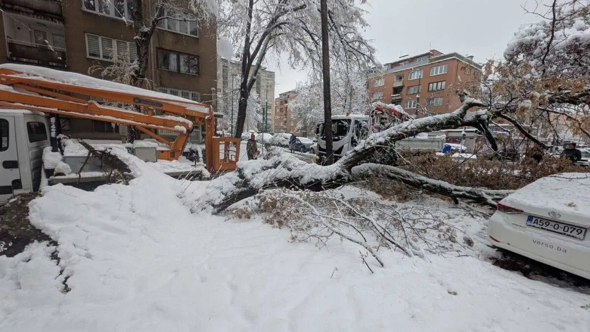 U međuvremenu je drvo izrezano kako bi se omogućio neometan prolazak vozila i pješaka.