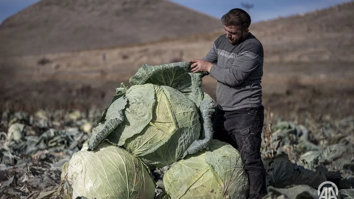 Turski farmeri uzgojili džinovski kupus od 57 kilograma