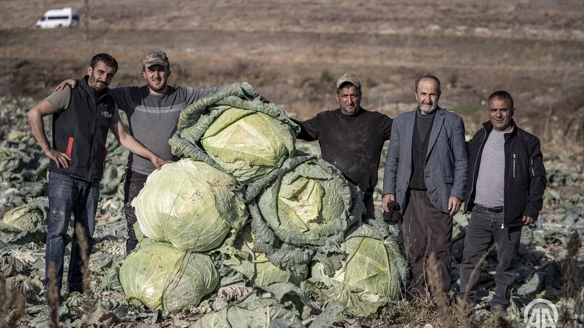Turski farmeri uzgojili džinovski kupus od 57 kilograma