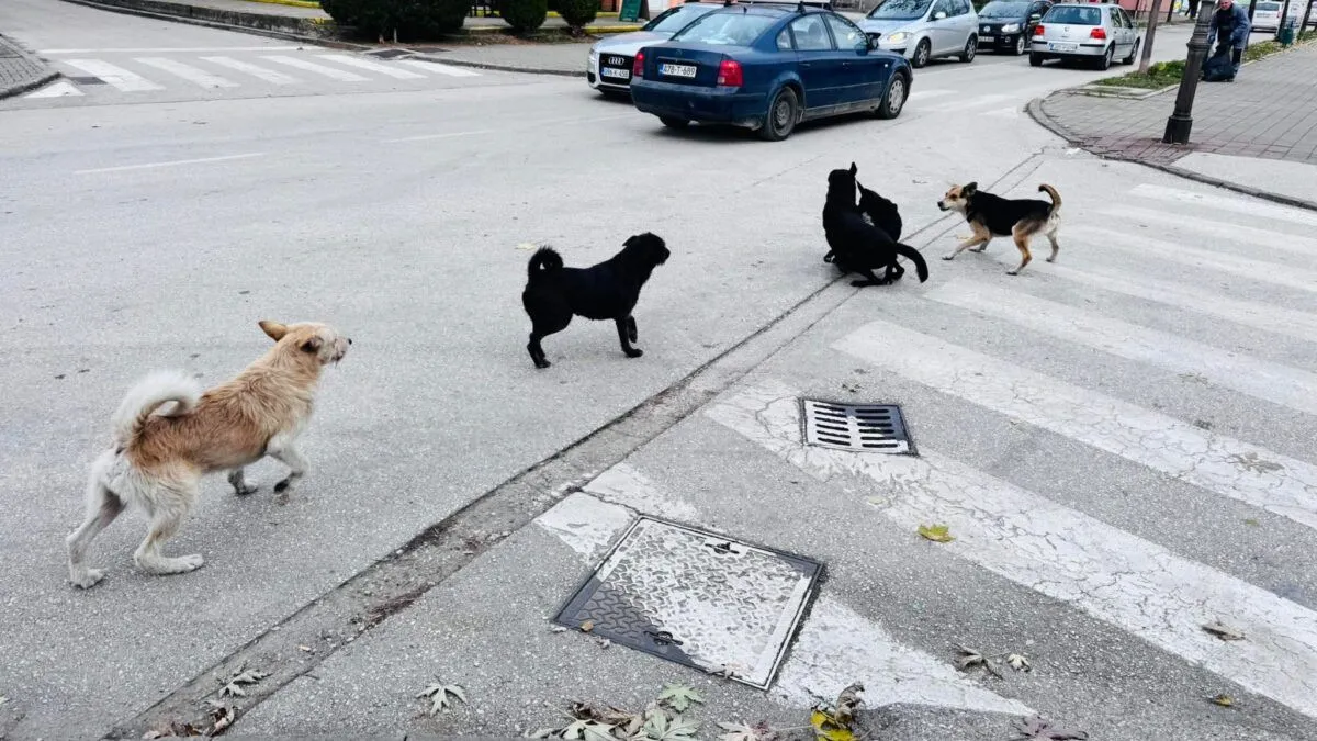 Strah za sigurnost djece i građana nakon napada u Goraždu              
