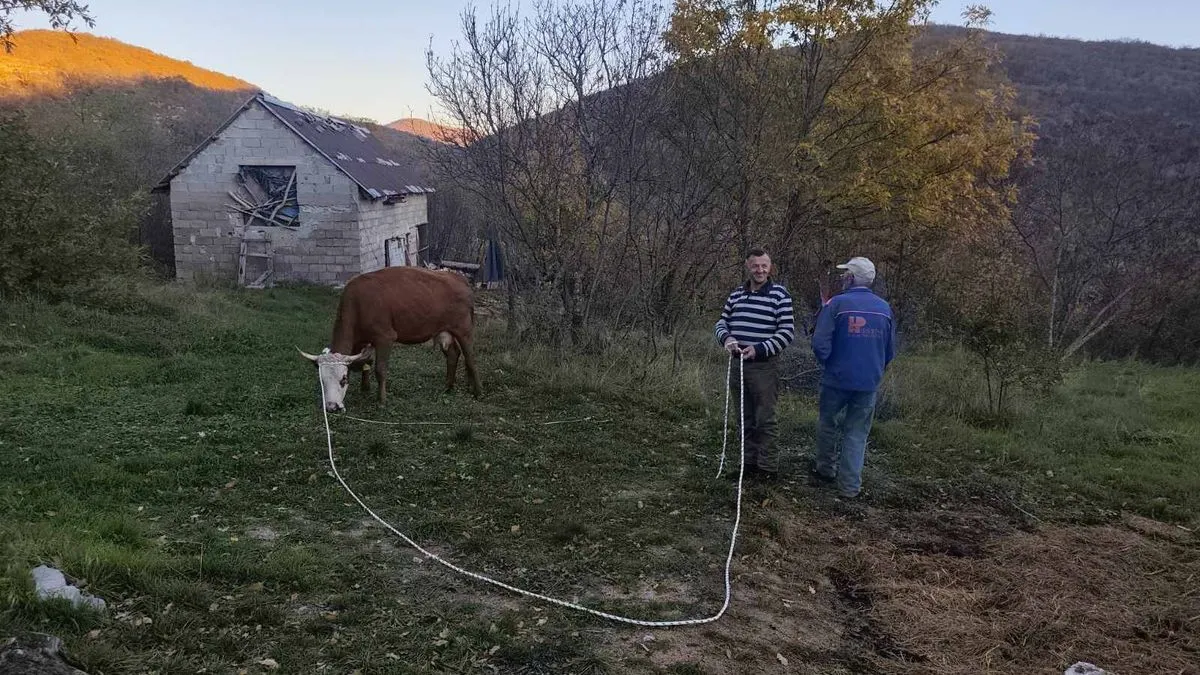 S obzirom da živi život samca i bez  finansijskih primanja, kazao je kako mu je želja da ima jednu kravu