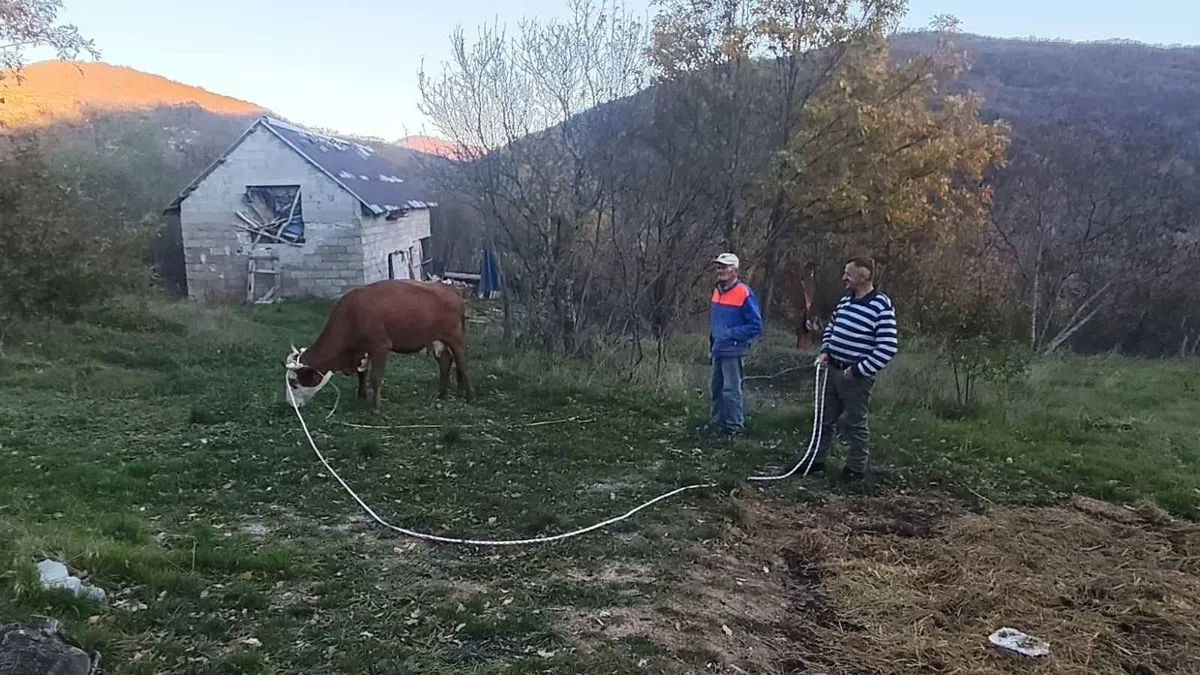 S obzirom da živi život samca i bez  finansijskih primanja, kazao je kako mu je želja da ima jednu kravu