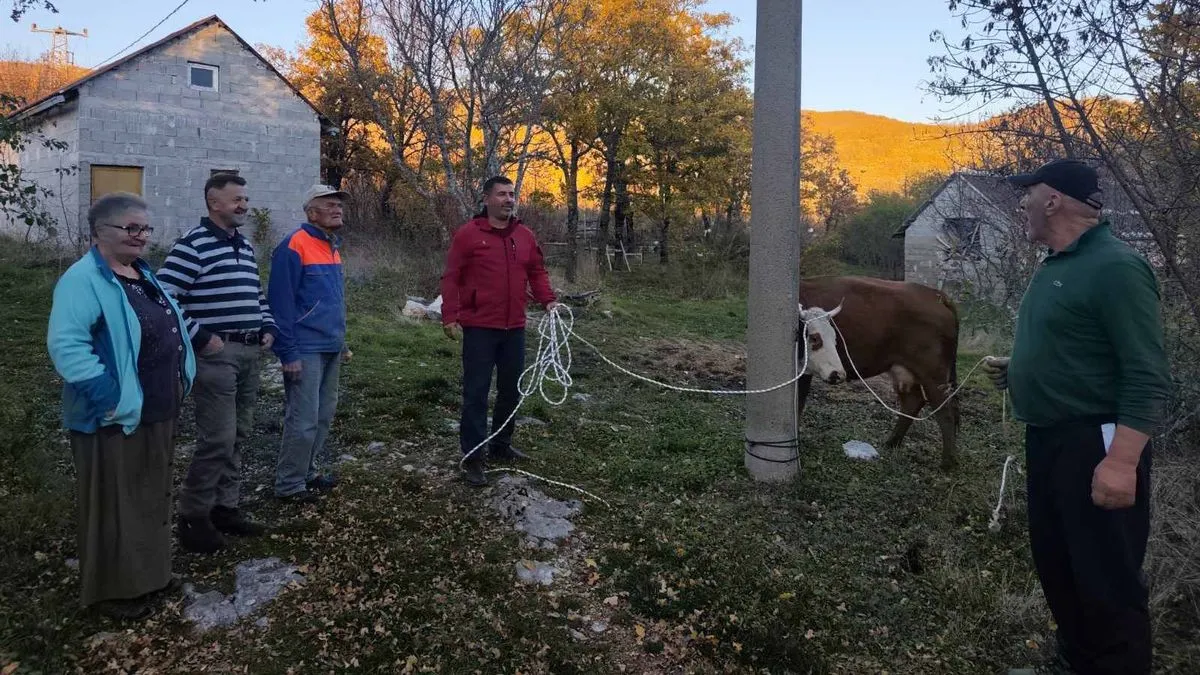 S obzirom da živi život samca i bez  finansijskih primanja, kazao je kako mu je želja da ima jednu kravu