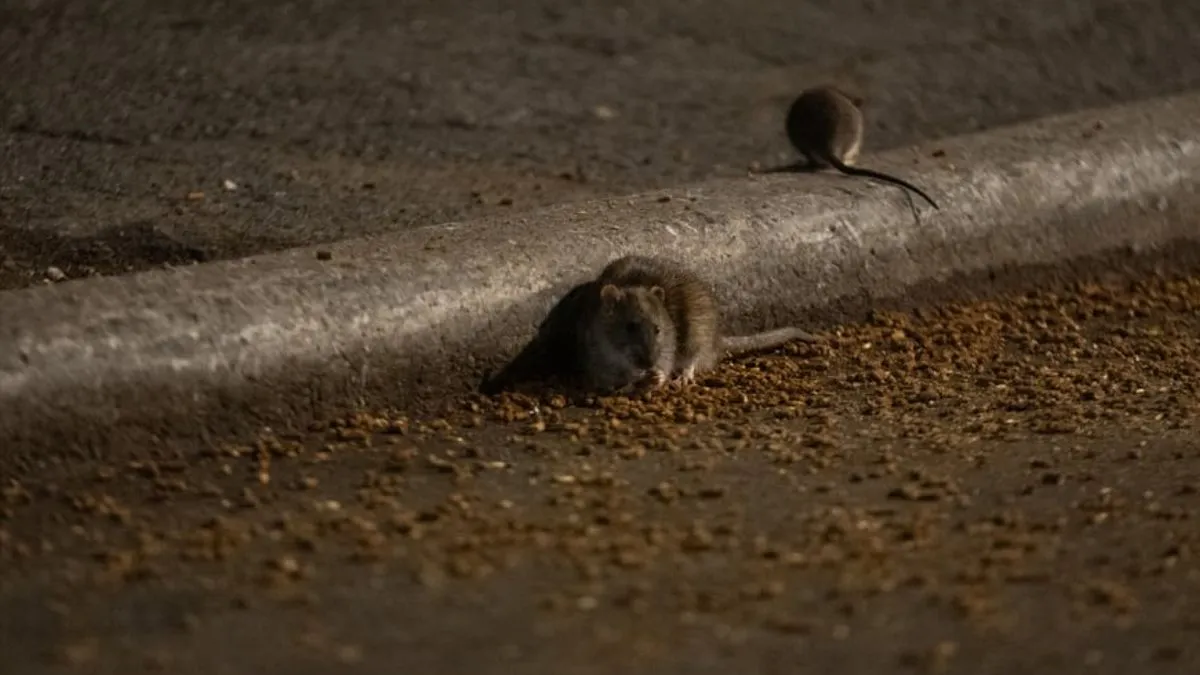 Sve veći broj pacova na ulicama u New Yorku ponovo izaziva veliku pažnju javnosti.