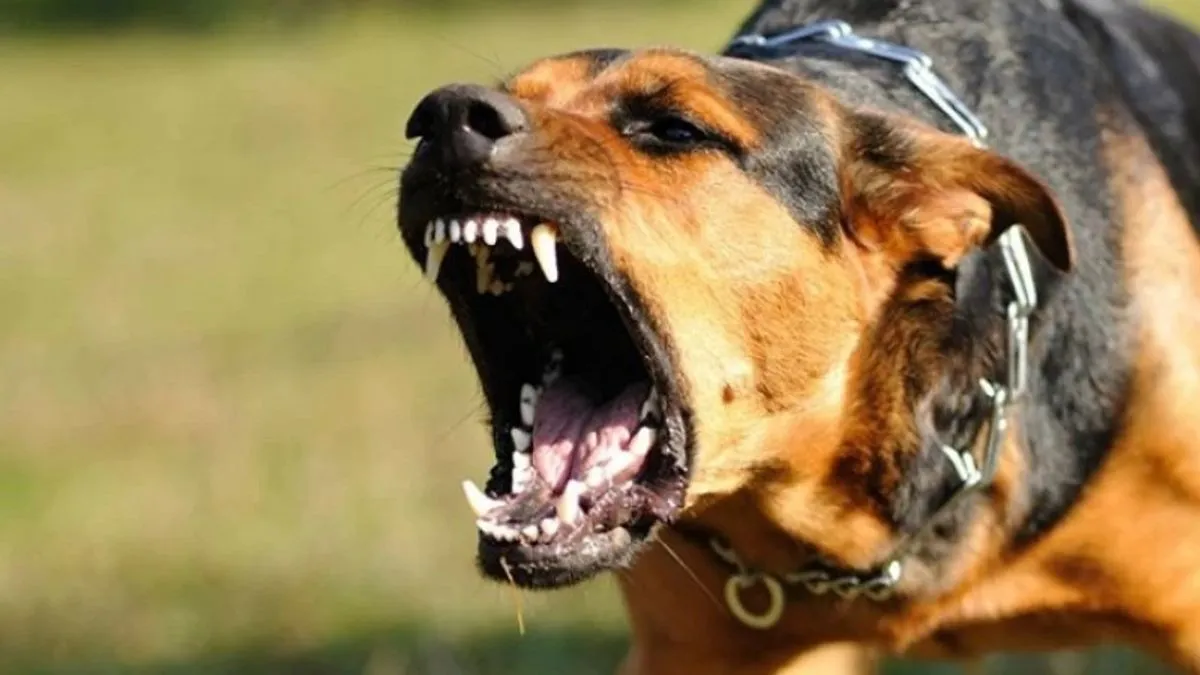 Dvije minute nakon poziva majka je bila na mjestu napada                 