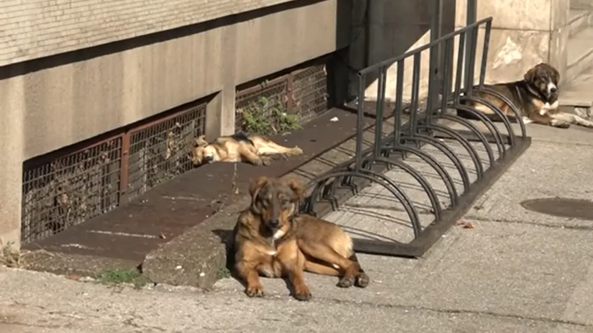 U Službi hitne medicinske pomoći Zenica potvrđuju da je od 2024. godine do novembra ove godine, zabilježeno više od stotinu slučajeva ugriza pasa