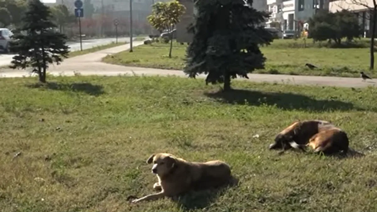 Strah za sigurnost djece i građana nakon napada u Goraždu              