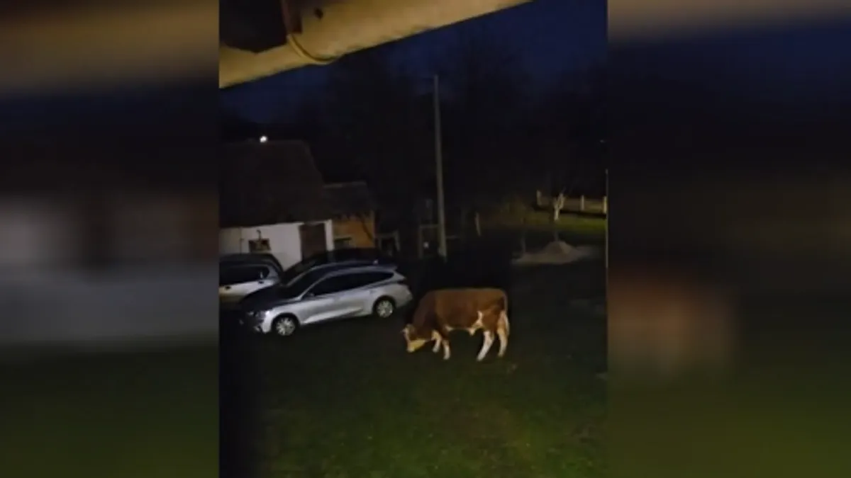 Vlasnik tvrdi da je bika prodao i da čeka da ga preuzme novi vlasnik, ali problem još nije riješen. 