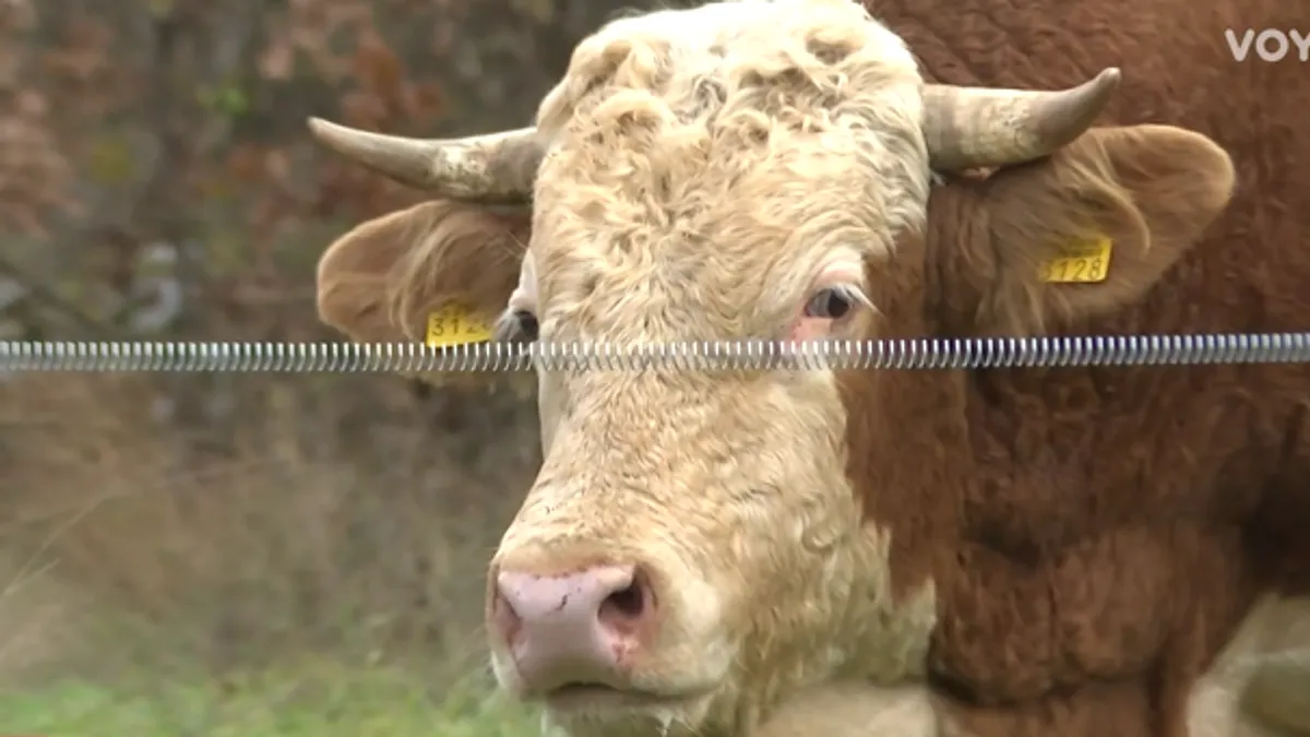 Vlasnik tvrdi da je bika prodao i da čeka da ga preuzme novi vlasnik, ali problem još nije riješen. 