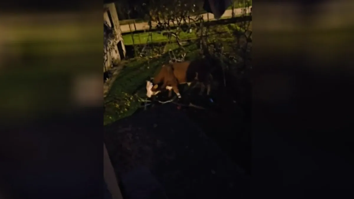 Bik u Gračacu teroriše mještane: Policija pucala da ga otjera