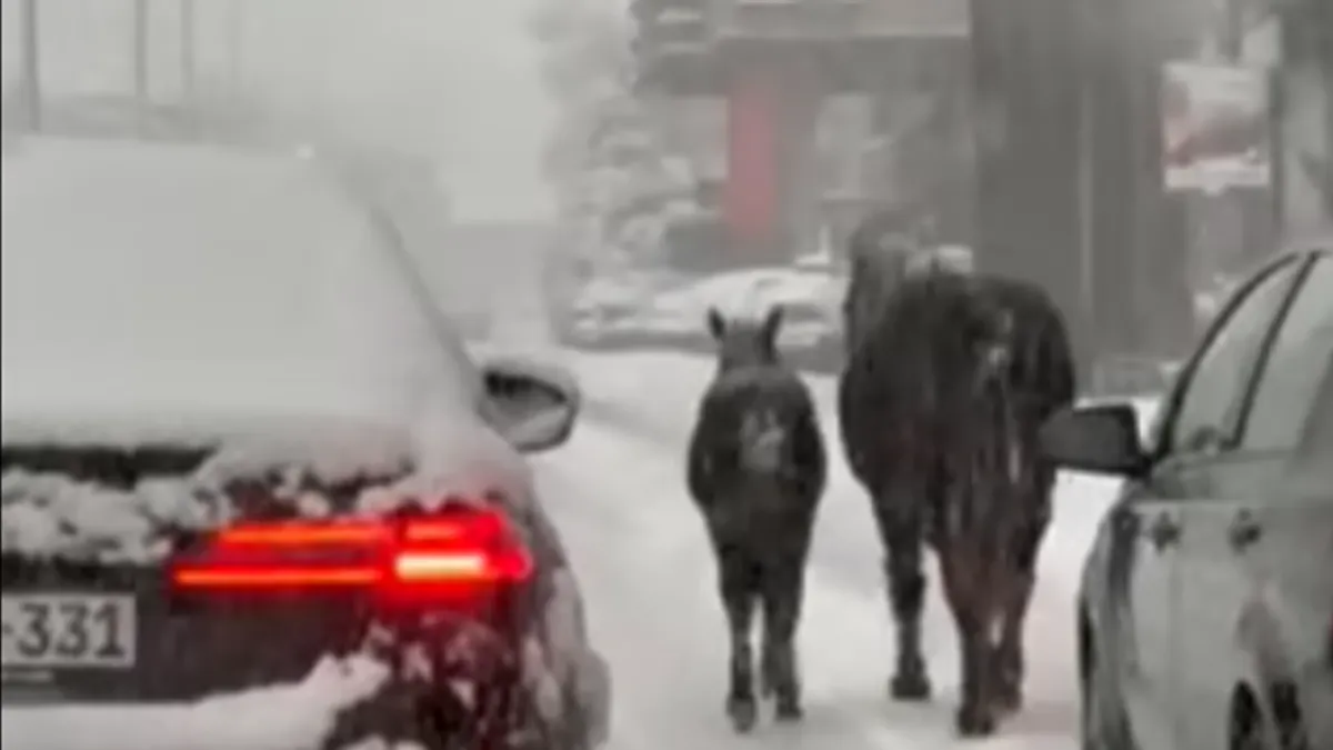 Vozači koji su prolazili automobilom tom dionicom morali su usporiti i pažljivo ih obići.