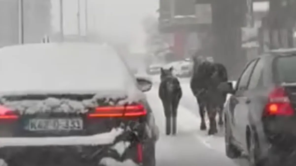 Vozači koji su prolazili automobilom tom dionicom morali su usporiti i pažljivo ih obići.