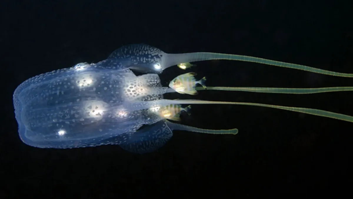 Stravična smrt dvogodišnjaka: Ubod meduze ugasio mu život, roditelji skrhani bolom