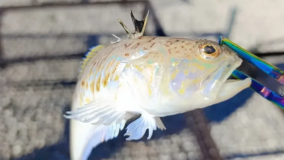 Najčešći način na koji dolazi do uboda jeste slučajno gaženje ove ribe