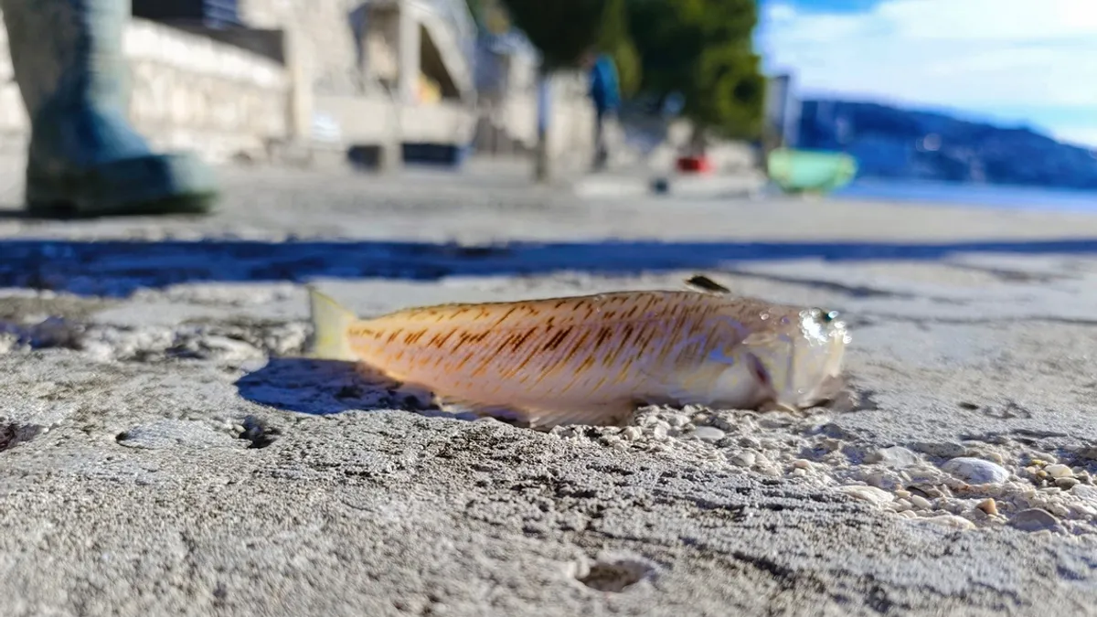 Ulov koji je uznemirio Neum: Najotrovnija jadranska riba stigla do bh. obale