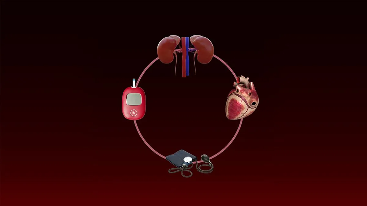 Srce i bubrezi rade sinhronizovano i čine temelj našeg kardiorenalnog sistema