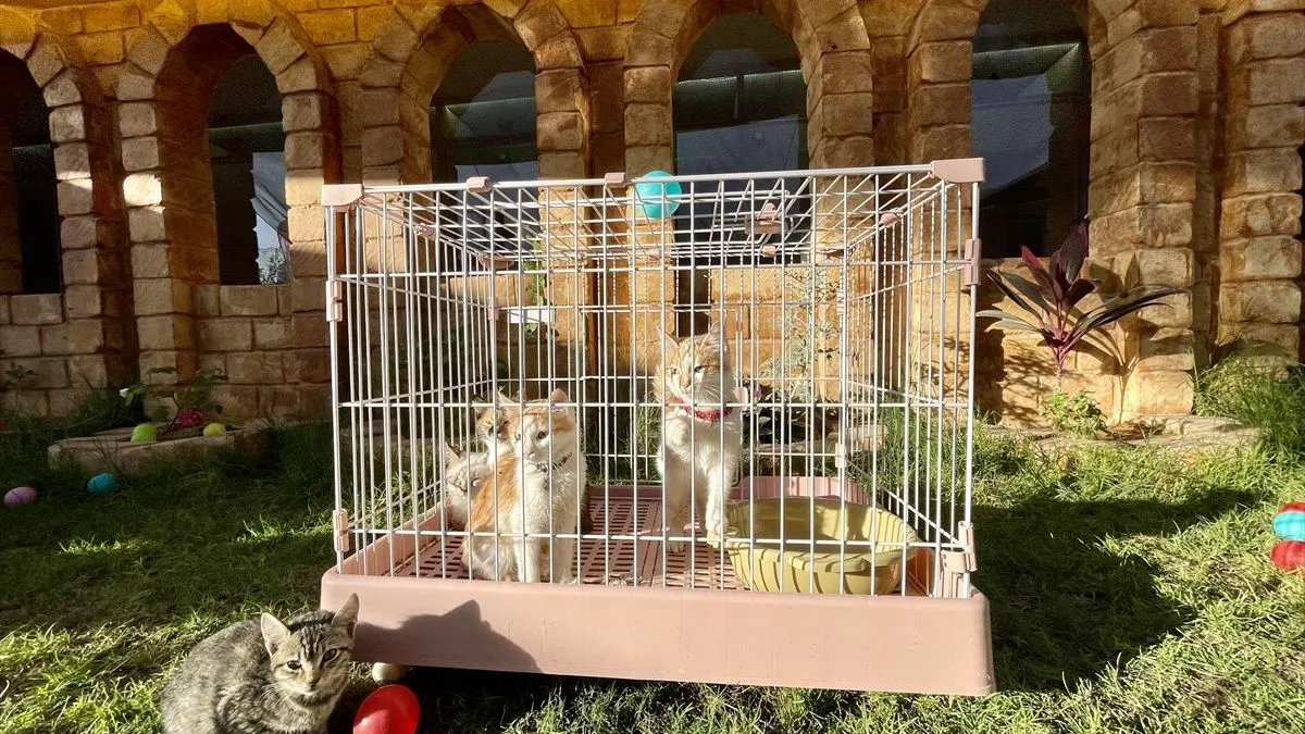 Objekat ima kapacitet za 40 mačaka i raspolaže posebnim sobama za svaku životinju.