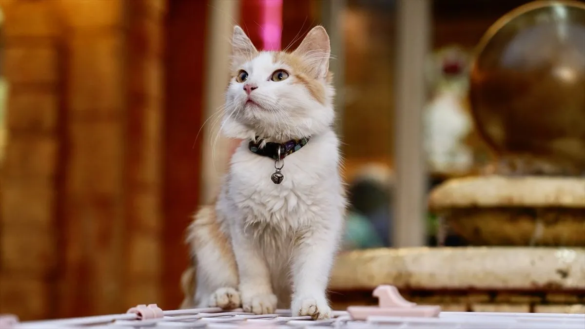 Objekat ima kapacitet za 40 mačaka i raspolaže posebnim sobama za svaku životinju.