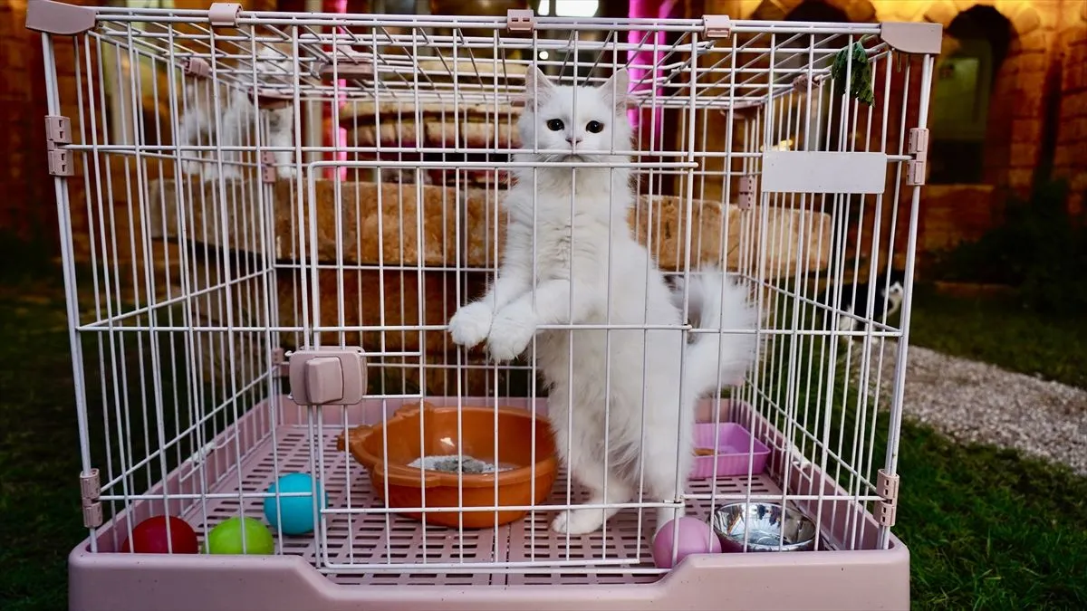 Objekat ima kapacitet za 40 mačaka i raspolaže posebnim sobama za svaku životinju.