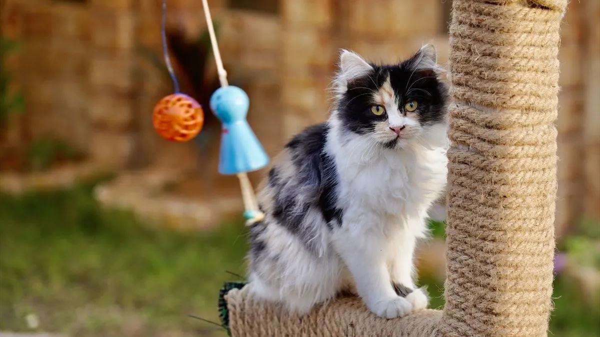 Objekat ima kapacitet za 40 mačaka i raspolaže posebnim sobama za svaku životinju.