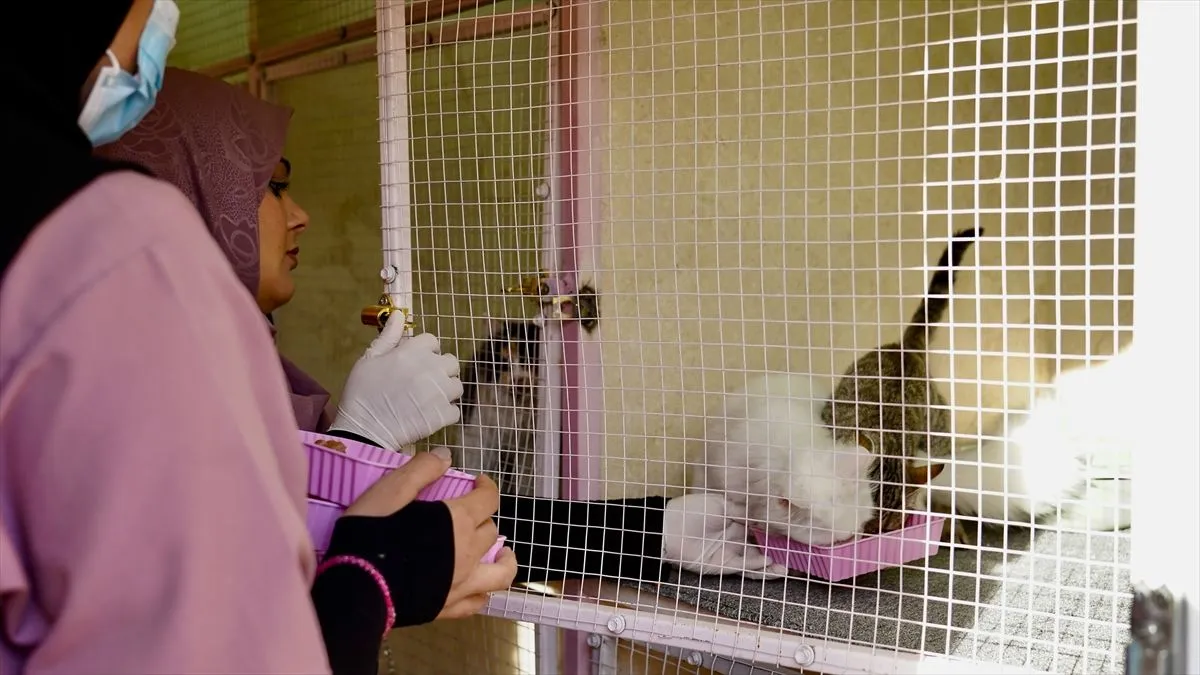 Objekat ima kapacitet za 40 mačaka i raspolaže posebnim sobama za svaku životinju.