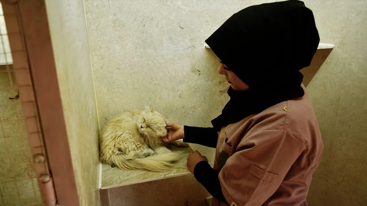 Objekat ima kapacitet za 40 mačaka i raspolaže posebnim sobama za svaku životinju.