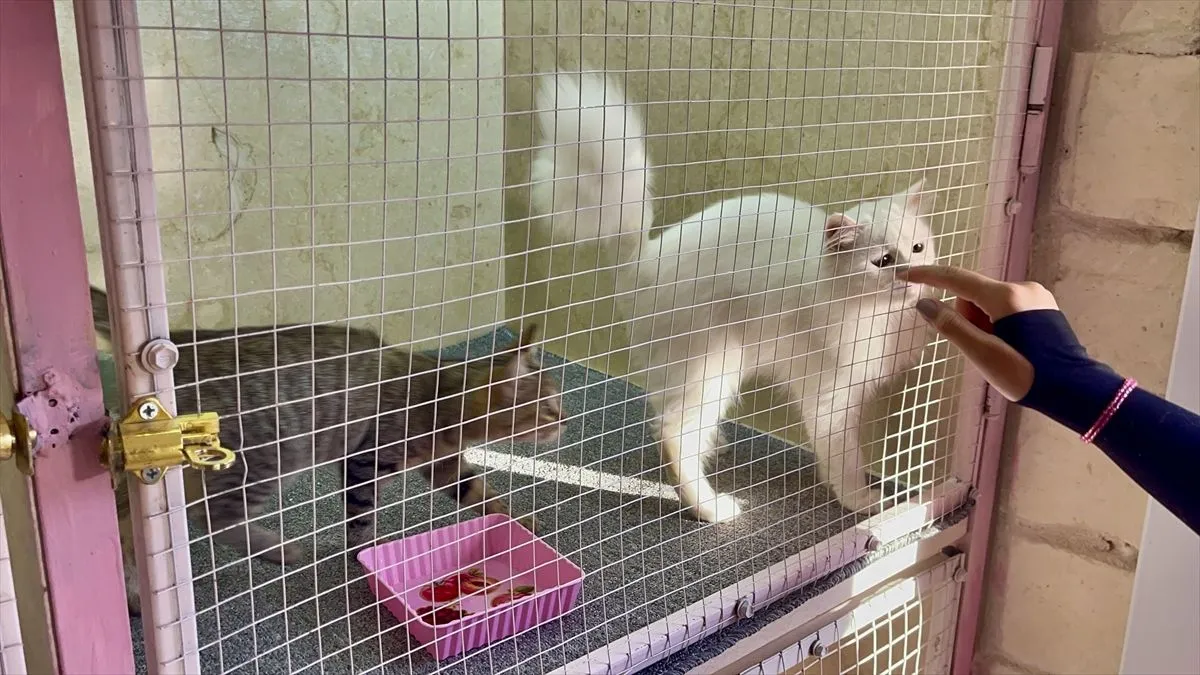 Objekat ima kapacitet za 40 mačaka i raspolaže posebnim sobama za svaku životinju.