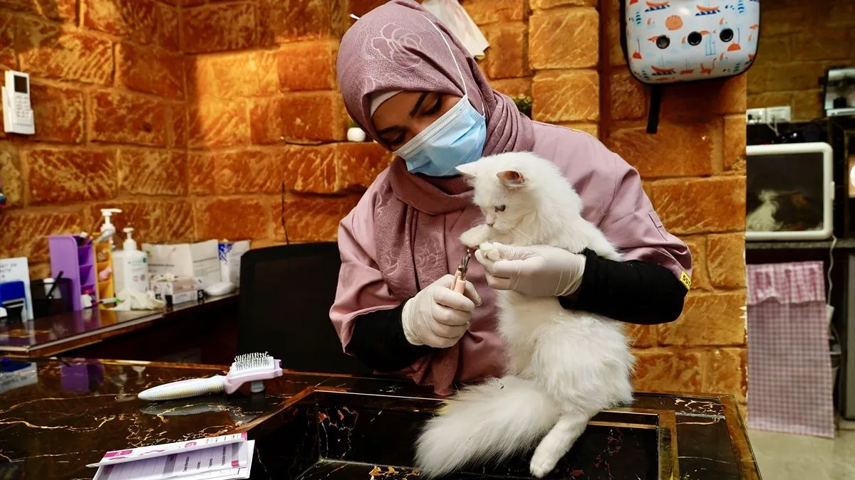 Objekat ima kapacitet za 40 mačaka i raspolaže posebnim sobama za svaku životinju.