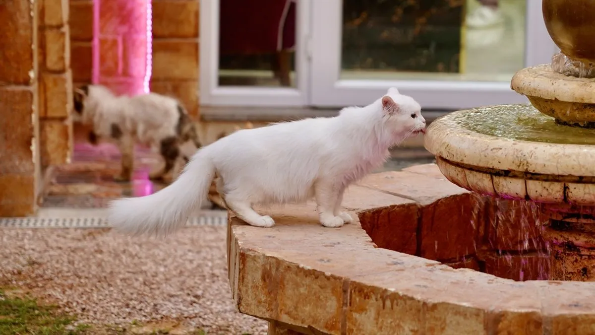 Objekat ima kapacitet za 40 mačaka i raspolaže posebnim sobama za svaku životinju.