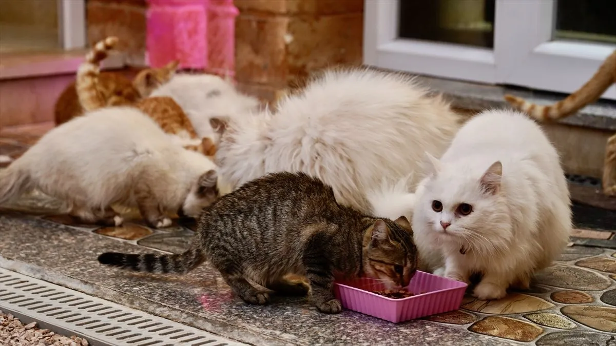 Objekat ima kapacitet za 40 mačaka i raspolaže posebnim sobama za svaku životinju.