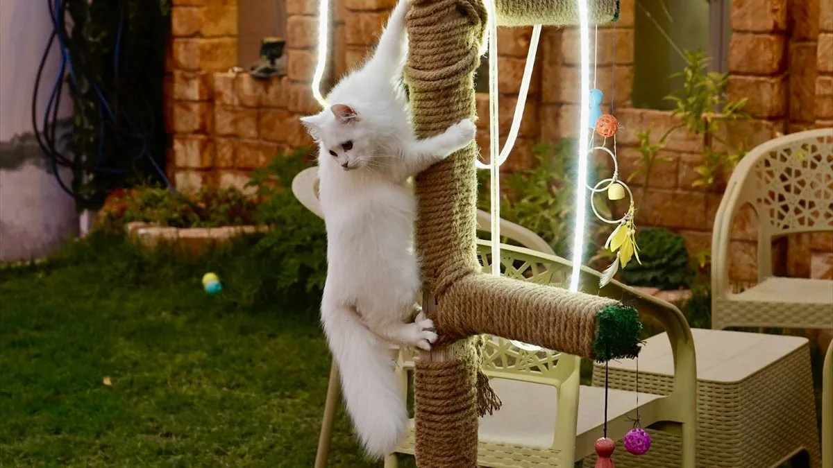 Objekat ima kapacitet za 40 mačaka i raspolaže posebnim sobama za svaku životinju.