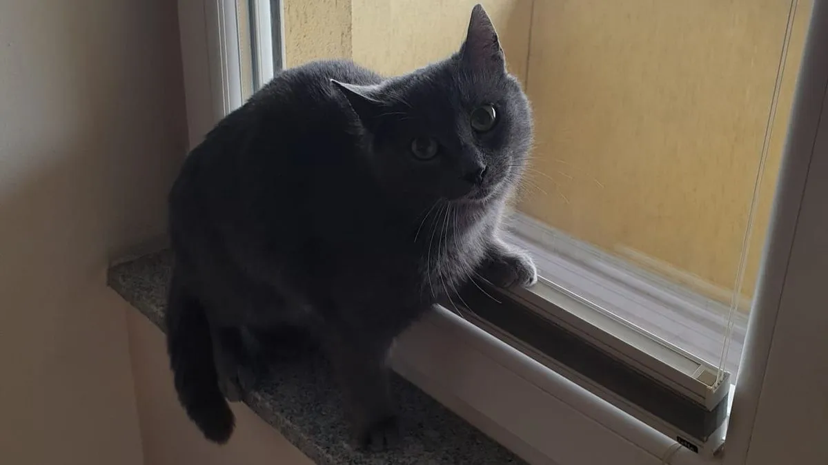 Za putnicu let iz Sarajeva propao zbog potrage za ruskom plavom mačkom