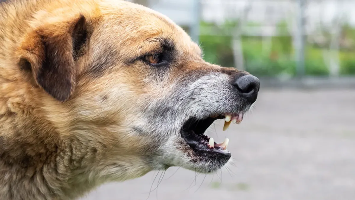 Policijski službenici će protiv 49-godišnjeg vlasnika podnijeti prekršajnu prijavu