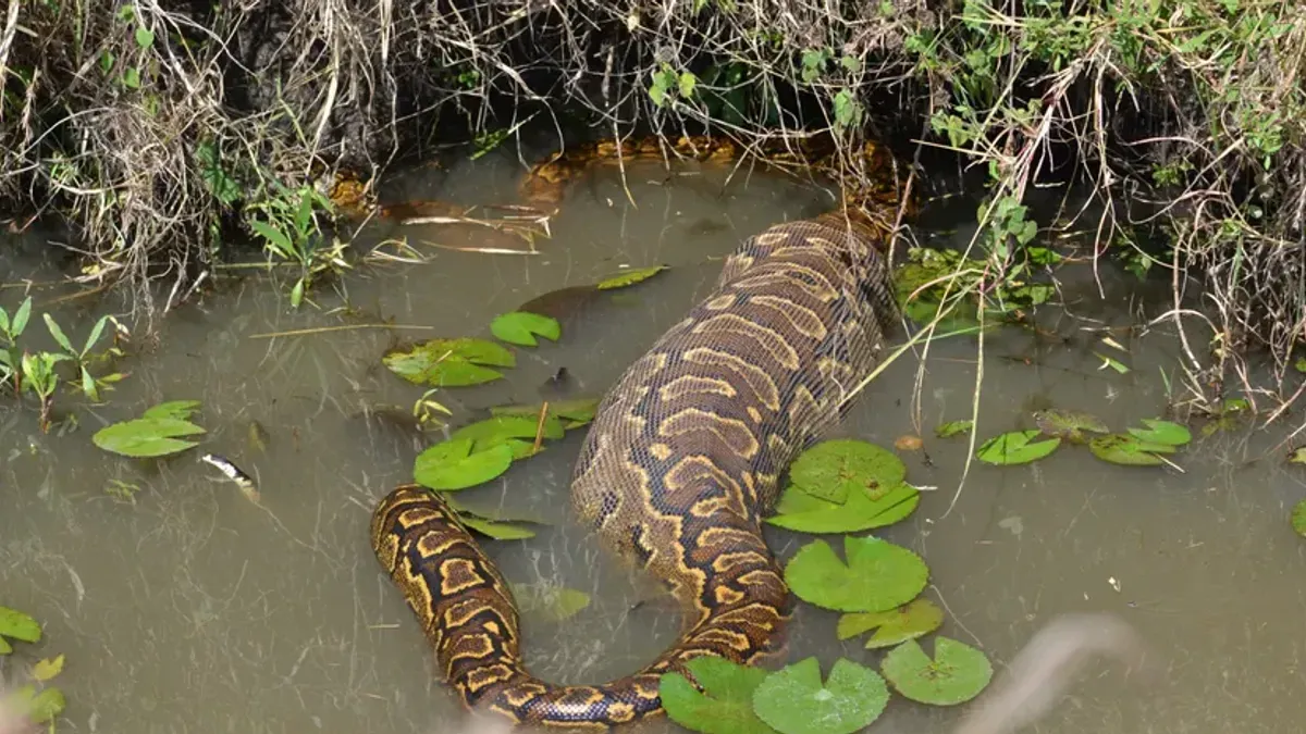 Prije nego što je nesretni čovjek mogao da se snađe, obmotala se oko njegovog tijela i počela nemilosrdno da ga steže