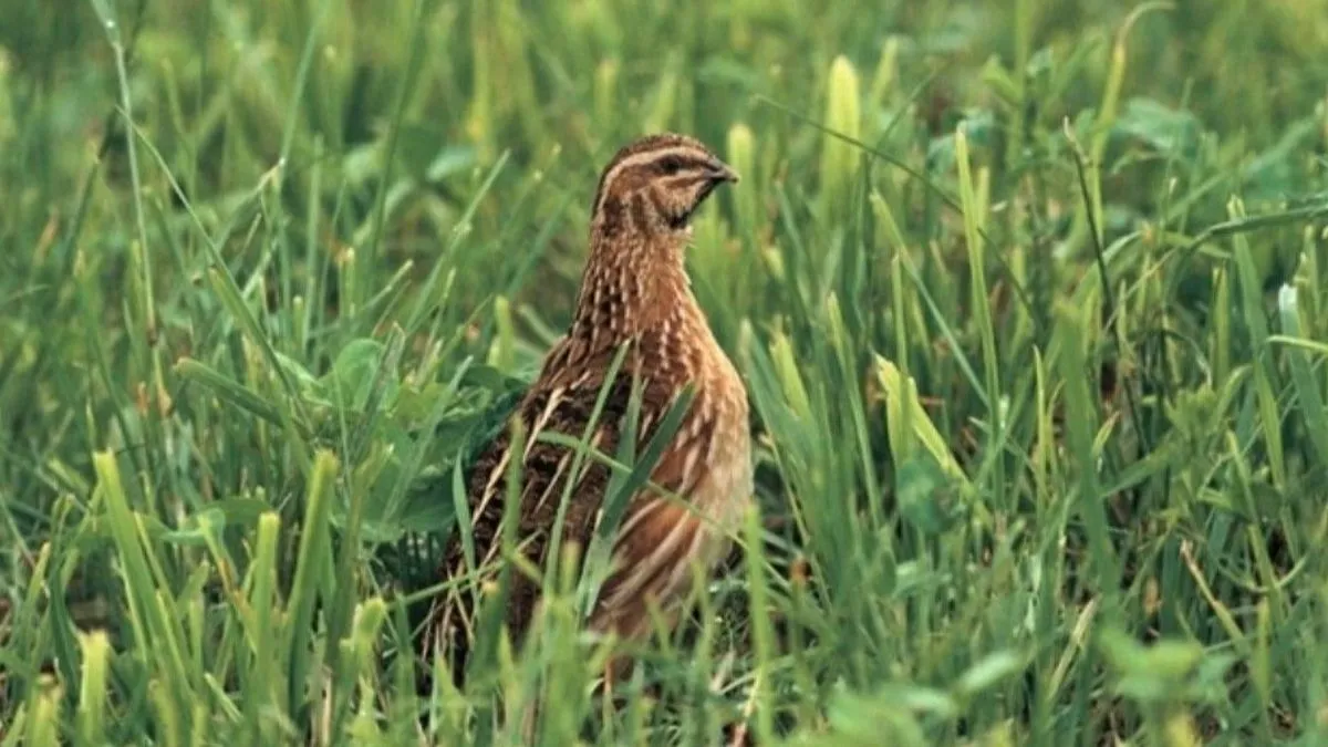 Prepelice se love kako bi se ilegalno odnijele preko granice, gdje se potom u restoranima poslužuju po višim cijenama ili ih jednostavno preprodaju. 