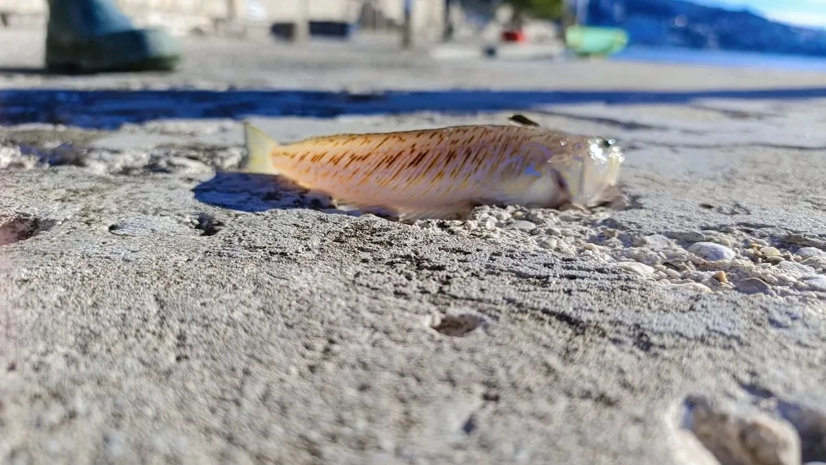 Dječak Ivan u Neumu ulovio jednu od najotrovnijih riba Jadranskog mora