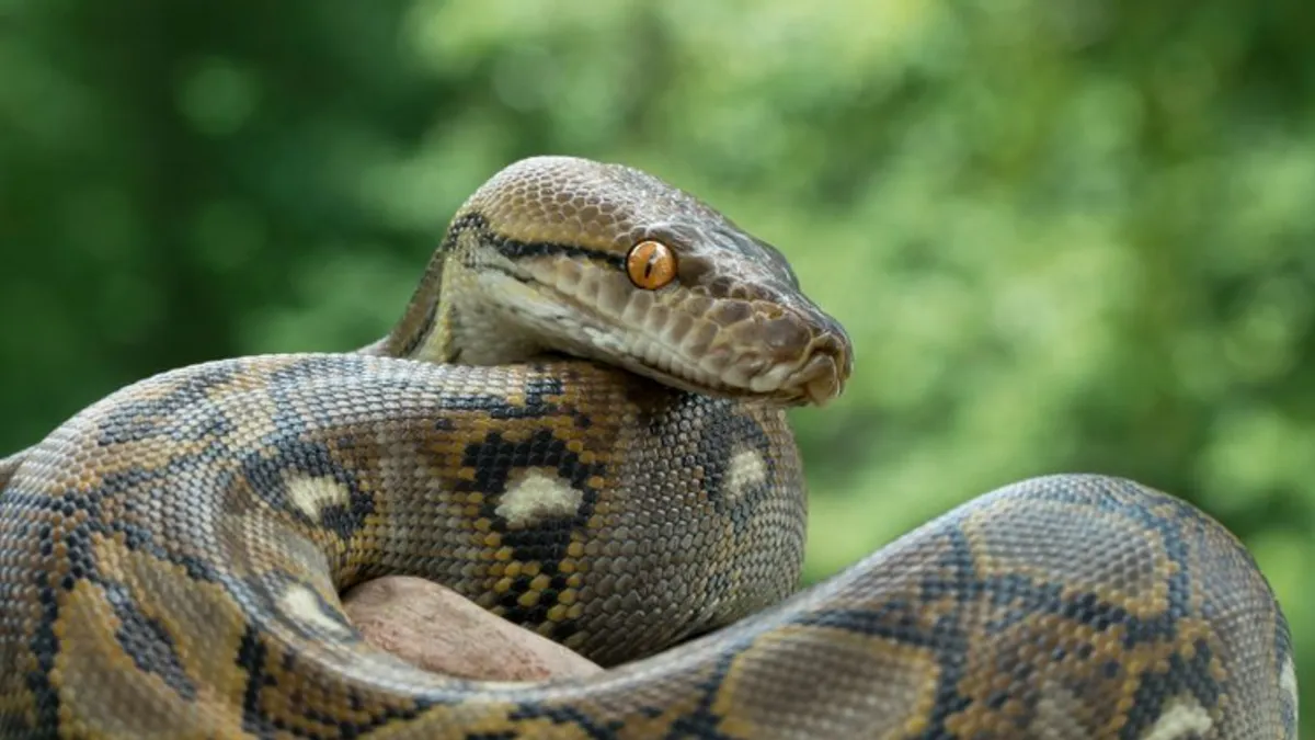 Monstrum od 7 metara napao čovjeka: Zmija mu se obmotala oko tijela, mještani je isjekli na komade