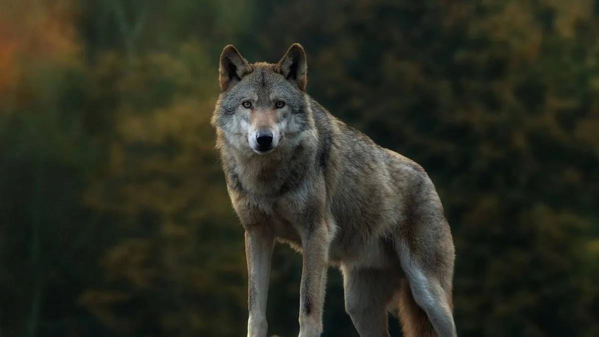 Stauber je poručio da je viđenje vuka blizu škole “jasan podsjetnik da je populacija daleko premašila ciljani broj”.